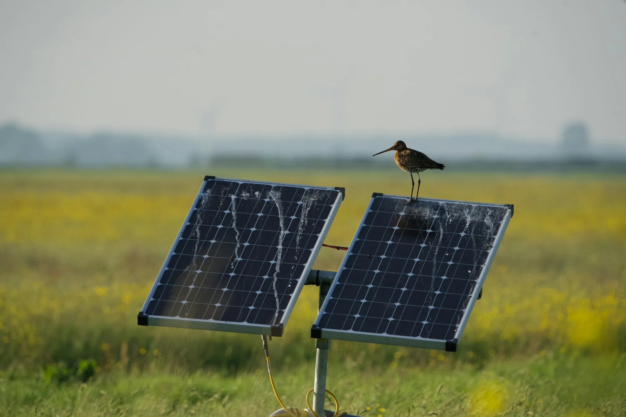 Bird perched on a small solar panel set in a field